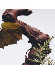 Jo Malone London Cypress & Grapevine Cologne Intense, 50ml - Sense42 Beauty and Health