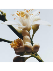 Jo Malone London Orange Blossom Cologne, 30ml - Sense42 Beauty and Health