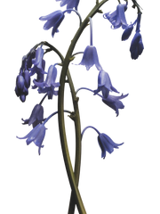 Jo Malone London Wild Bluebell Cologne 30ml - Sense42 Beauty and Health