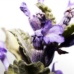 Davidoff Cool Water Eau de Toilette Spray - 40ml - Sense42 Beauty and Health