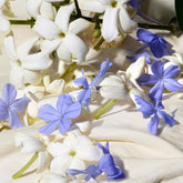 Dolce & Gabbana Dolce Blue Jasmine Eau de Parfum 50ml