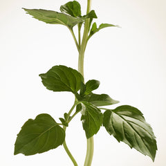 Burberry Goddess Intense