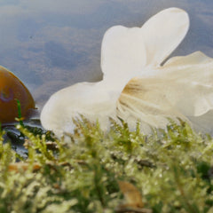 Chloé Nomade - Sense42 Beauty and Health