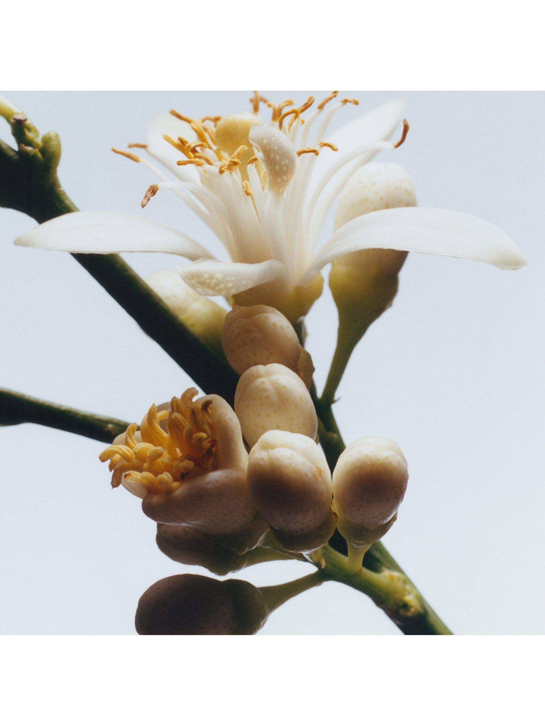 Jo Malone London Orange Blossom Cologne, 30ml - Sense42 Beauty and Health