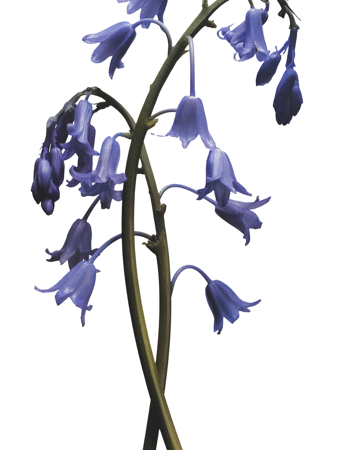 Jo Malone London Wild Bluebell Cologne 30ml - Sense42 Beauty and Health