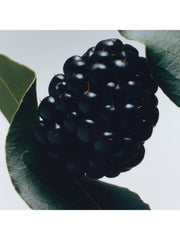 Jo Malone London Blackberry & Bay Cologne, 30ml