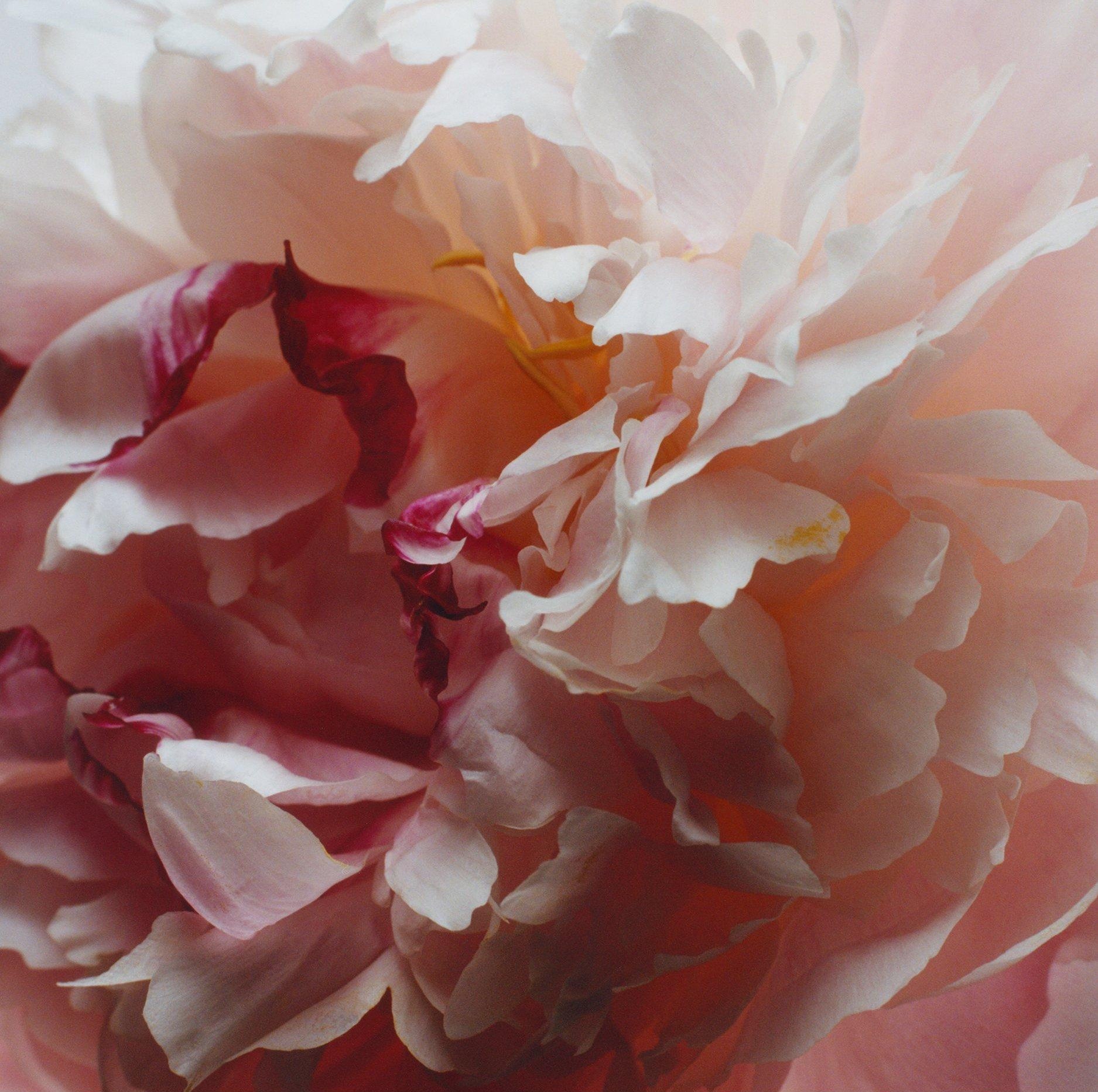 Jo Malone London Peony & Blush Suede Body & Hand Wash 100ml - Sense42 Beauty and Health