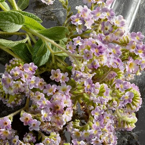 DOLCE & GABBANA Q Eau de Parfum Intense 100 ml - Sense42 Beauty and Health