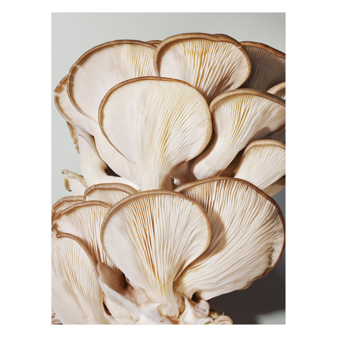 Origins Mega-Mushroom Relief & Resilience Advanced Face Serum