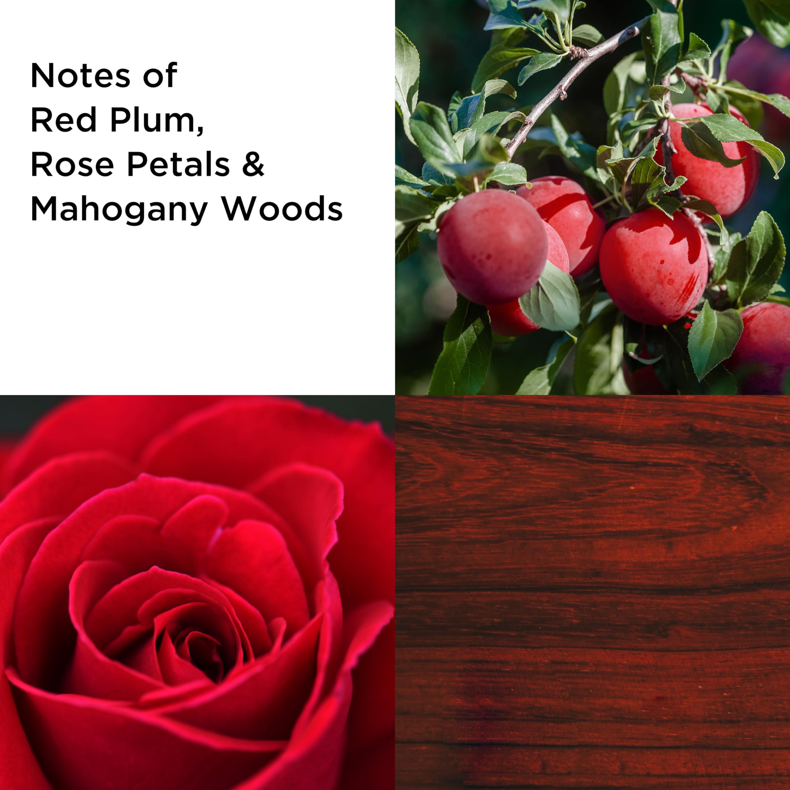 Elizabeth Arden Always Red Eau de Toilette, 100ml, Floral Oriental Fragrance, Luxury Perfume for Women - Sense42 Beauty and Health