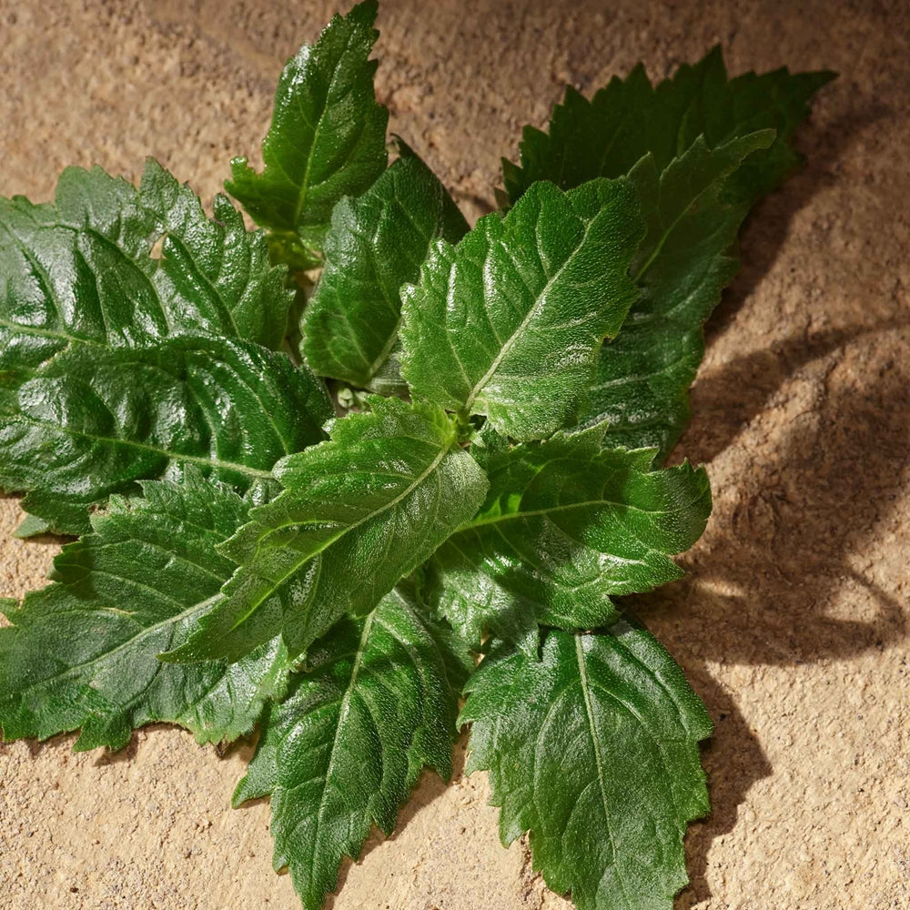 Dolce&Gabbana Devotion For Men Eau de Parfum - Sense42 Beauty and Health