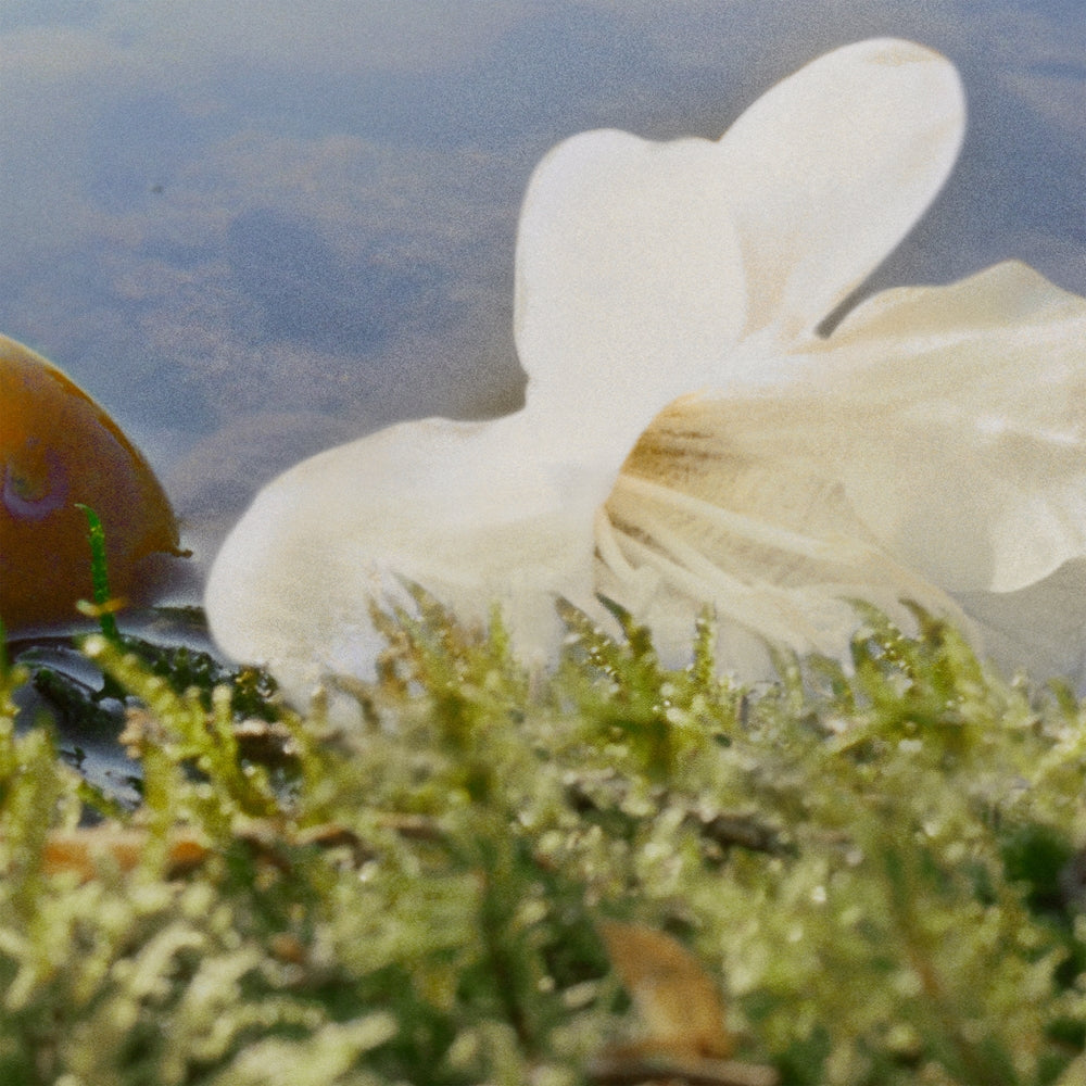 Chloé Nomade - Sense42 Beauty and Health