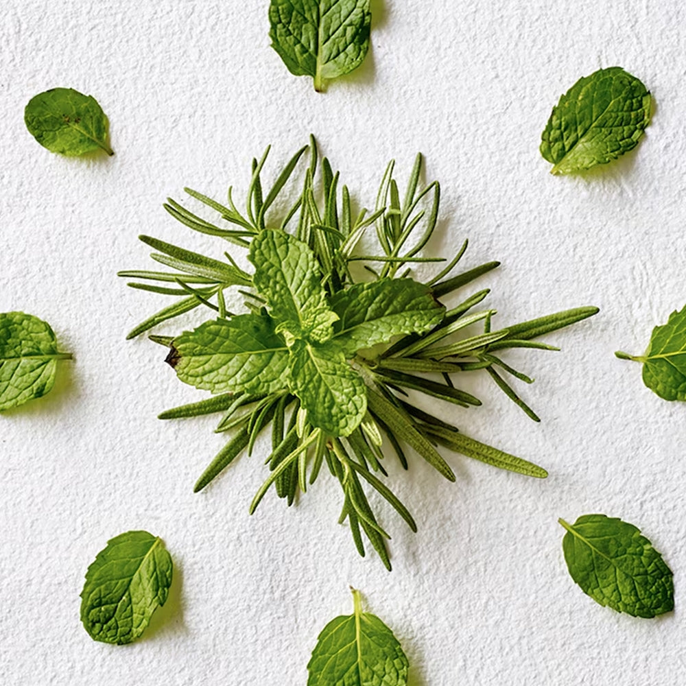 Aveda Rosemary Mint Purifying Shampoo - 50ml
