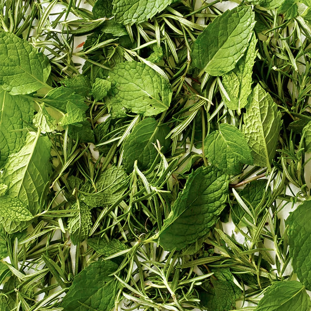 Aveda Rosemary Mint Purifying Shampoo - 50ml