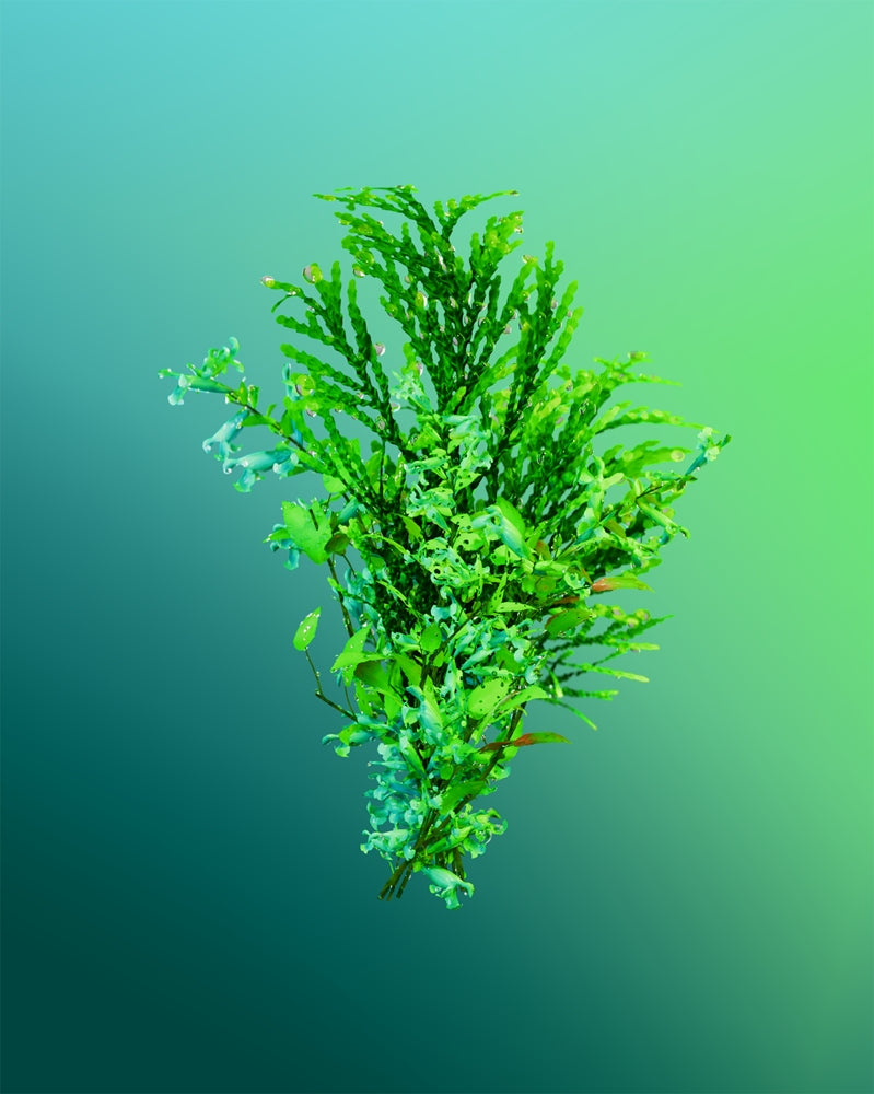 Adidas Vibes Full Recharge